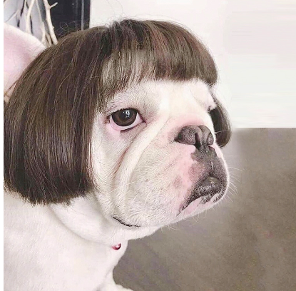 wigs for cats